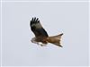 Photo of Red Kite at Linford Reserve, Linford GPs, Buckinghamshire. Taken by Michael Haberfield on 16th March 2026.