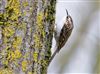 Photo of Treecreeper at Linford Reserve, Linford GPs, Buckinghamshire. Taken by Michael Haberfield on 16th March 2026.