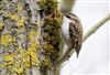 Photo of Treecreeper at Linford Reserve, Linford GPs, Buckinghamshire. Taken by Michael Haberfield on 16th March 2026.
