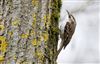 Photo of Treecreeper at Linford Reserve, Linford GPs, Buckinghamshire. Taken by Michael Haberfield on 16th March 2026.