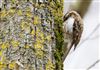 Photo of Treecreeper at Linford Reserve, Linford GPs, Buckinghamshire. Taken by Michael Haberfield on 16th March 2026.
