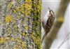 Photo of Treecreeper at Linford Reserve, Linford GPs, Buckinghamshire. Taken by Michael Haberfield on 16th March 2026.