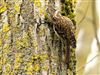 Photo of Treecreeper at Linford Reserve, Linford GPs, Buckinghamshire. Taken by Michael Haberfield on 16th March 2026.