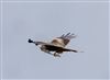 Photo of Red Kite at Linford Reserve, Linford GPs, Buckinghamshire. Taken by Michael Haberfield on 16th March 2026.