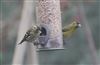Photo of Siskin at Lee Common , Buckinghamshire. Taken by Don Stone on 9th March 2026.