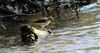 Photo of Grey Wagtail at Chesham Fishing Lake, Buckinghamshire. Taken by Don Stone on 14th March 2026.