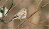 Photo of Chiffchaff at Lee Common , Buckinghamshire. Taken by Don Stone on 15th March 2026.