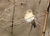 Photo of Chiffchaff at Lee Common , Buckinghamshire. Taken by Don Stone on 15th March 2026.