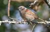 Photo of Dunnock at Lee Common , Buckinghamshire. Taken by Don Stone on 15th March 2026.