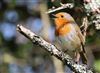Photo of Robin at Lee Common , Buckinghamshire. Taken by Don Stone on 15th March 2026.