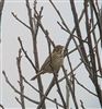Photo of Corn Bunting at Lodge Hill, Buckinghamshire. Taken by Tony James on 16th March 2026.