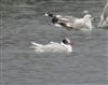 Photo of Mediterranean Gull at Little Marlow GP, Buckinghamshire. Taken by Mike Wallen on 16th March 2026.