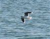Photo of Little Gull at Little Marlow GP, Buckinghamshire. Taken by David Ferguson on 19th March 2026.