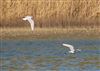 Photo of Little Gull at Little Marlow - Emmetts Fields, Buckinghamshire. Taken by David Ferguson on 19th March 2026.