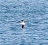 Photo of Little Gull at Little Marlow GP, Buckinghamshire. Taken by Graham Smith on 19th March 2026.