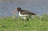 Photo of Oystercatcher at Dorney Common, Dorney, Buckinghamshire. Taken by David Ferguson on 19th March 2026.