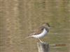 Photo of Common Sandpiper at Dorney Common, Dorney, Buckinghamshire. Taken by David Cleal on 20th March 2026.