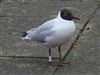 Photo of Black-headed Gull at Watermead Lake, Buckinghamshire. Taken by Mike Wallen on 1st March 2026.