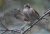 Photo of Redpoll at Lee Common , Buckinghamshire. Taken by Don Stone on 16th March 2026.