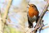 Photo of Robin at Lee Common , Buckinghamshire. Taken by Don Stone on 17th March 2026.