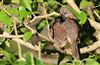 Photo of Dunnock at Lee Common , Buckinghamshire. Taken by Don Stone on 18th March 2026.