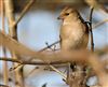 Photo of Chaffinch at Lee Common , Buckinghamshire. Taken by Don Stone on 19th March 2026.
