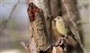 Photo of Greenfinch at Lee Common , Buckinghamshire. Taken by Don Stone on 20th March 2026.