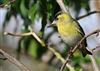 Photo of Siskin at Lee Common , Buckinghamshire. Taken by Don Stone on 20th March 2026.