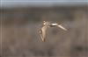 Photo of Little Ringed Plover. Taken by Michael Haberfield.