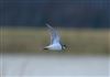 Photo of Little Ringed Plover. Taken by Michael Haberfield.
