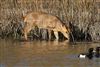 Photo of OTHER SPECIES at Linford Reserve, Linford GPs, Buckinghamshire. Taken by Michael Haberfield on 22nd March 2026.