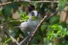 Photo of Long-tailed Tit at Linford Reserve, Linford GPs, Buckinghamshire. Taken by Michael Haberfield on 22nd March 2026.