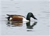 Photo of Shoveler at Linford Reserve, Linford GPs, Buckinghamshire. Taken by Michael Haberfield on 22nd March 2026.