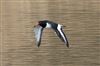 Photo of Oystercatcher at Linford Reserve, Linford GPs, Buckinghamshire. Taken by Michael Haberfield on 22nd March 2026.