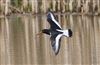 Photo of Oystercatcher at Linford Reserve, Linford GPs, Buckinghamshire. Taken by Michael Haberfield on 22nd March 2026.