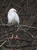 Photo of Little Egret at Tattenhoe, Milton Keynes, Buckinghamshire. Taken by Harry Appleyard on 23rd March 2026.