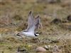 Photo of Little Ringed Plover. Taken by Michael Haberfield.