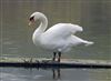 Photo of Mute Swan at Willen Lake South, Willen Lakes, Buckinghamshire. Taken by Michael Haberfield on 23rd March 2026.