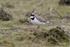 Photo of Little Ringed Plover. Taken by Michael Haberfield.