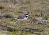 Photo of Little Ringed Plover. Taken by Michael Haberfield.