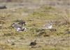 Photo of Little Ringed Plover. Taken by Michael Haberfield.