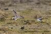 Photo of Little Ringed Plover. Taken by Michael Haberfield.