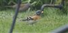 Brambling at South Heath, Buckinghamshire. Photographed by Stewart Dennis on 24th March 2026.