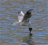 Photo of Black-headed Gull at Little Marlow GP, Buckinghamshire. Taken by John Edwards on 17th March 2026.
