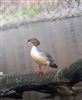 Photo of Goosander. Taken by Tony James.