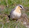Photo of Wheatear at Ivinghoe Beacon, Buckinghamshire. Taken by Adrian Roach on 26th March 2026.