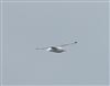 Photo of Kittiwake at Willen Lake South, Willen Lakes, Buckinghamshire. Taken by Mike Wallen on 25th March 2026.