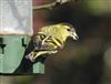 Photo of Siskin at Rowsham, Buckinghamshire. Taken by Mike Wallen on 19th March 2026.