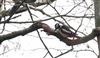 Photo of Great Spotted Woodpecker at Lee Common , Buckinghamshire. Taken by Don Stone on 23rd March 2026.