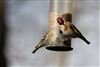Photo of Goldfinch at Lee Common , Buckinghamshire. Taken by Don Stone on 25th March 2026.